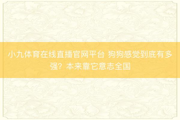 小九体育在线直播官网平台 狗狗感觉到底有多强？本来靠它意志全国