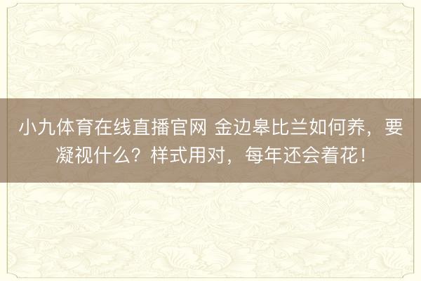 小九体育在线直播官网 金边皋比兰如何养，要凝视什么？样式用对，每年还会着花！
